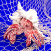 Coral Creatures - Hermit Crab, 19cm